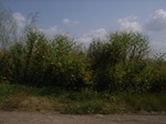 8976RIMG0051.JPG