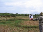 1175917-cropland-rice-irrigateed-sup-iucna.jpg