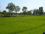 1803520091211_gt02a_Agriculture_Rice_Irrigated_Triple_Continous.JPG