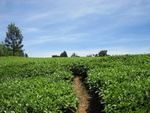 32169IMG_0762.JPG