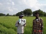 131290314c-rainfed-agriculture-rice.gif