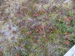 24992DSC00059.JPG