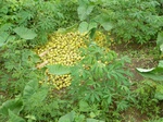 20273P1020128.JPG