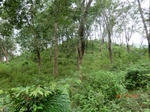 53003CIMG4093_调整大小.JPG