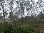52877CIMG4958_调整大小.JPG