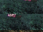 11620067-Irrigated (Surface water) cotton-b.jpg