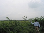 9431gt92b_cropland_sunflower.gif