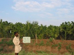 9305gt031a-cropland-rainfed-with-supl-irrigation-plantation.gif