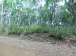 50634CIMG1263.JPG