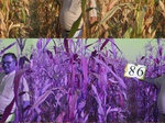11659086-Irrigated (Surface water) maize-a.jpg