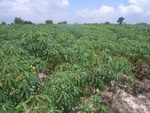 26229RIMG0196.JPG