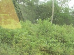 47901CIMG4238.JPG