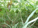 18285P1000121.JPG