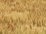 29614CIMG0882.JPG