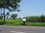 9894gt140a_cropland_sugarcane_rice_Turmaric.gif
