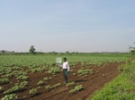 9312gt035a-cropland-rainfed-mixed-crops.gif
