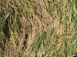 11561vp-048-Irrigated (Surface water) rice-a.jpg