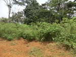 48977CIMG5314.JPG