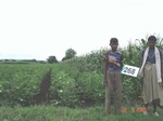 129610268c-irrigated-supplemental-lift-irrigation-mixedcrop-cotton-dominant-maize-chilli.gif