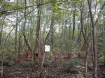 12149GT147_Teak_plantation.JPG