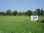 131000307c-irrigated-supplemental-groundwater-rice.gif