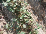 10379vp-068-Irrigated (Surface water) cotton-a.jpg