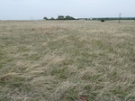 29284WOOD20110510N.JPG