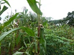 20059P1010910.JPG
