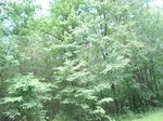 32238p16_s.jpg