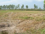 1800520100120_gt01a_Agriculture_Rice_Irrigated_Triple_Continous.JPG