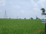129060253c-irrigated-supplemental-tank-rice-wheat-doublecrop.gif