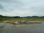 55088Berau (406).JPG
