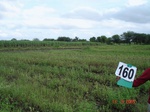 69490160b-irrigated-supplemental-major-lift-irrigation-sugarcane.jpg
