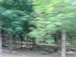 50685CIMG1314.JPG