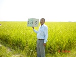11346gt133-cropland-1.jpg