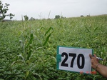 72960270b-rainfed-agriculture-mixedcrop-maize-dominant-soyabean-sorghum.jpg