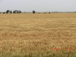29613CIMG0881.JPG