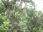 48763CIMG5100.JPG