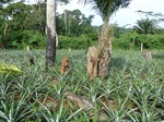 20132P1010983.JPG