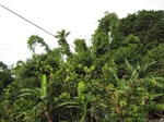 14637IMG_5017.JPG