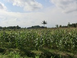 31231CIMG1093.JPG