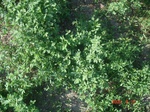 38A1C_Irrigated_SW_Alfalfa_FS_CC_1c.JPG