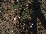 10364vp-056-Irrigated (Surface water) cotton-a.jpg