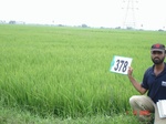 133500378b-irrigated-canal-rice-doublecrop.gif