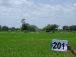 127310201d-irrigated-canal-rice.gif