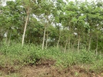 50671CIMG1300.JPG