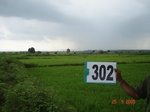 130840302c-irrigated-canal-rice.gif