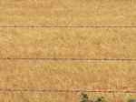 29820CIMG1223.JPG