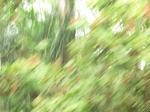 48362CIMG4699.JPG