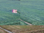 11511036-Irrigated (Surface water) winter wheat-ab.jpg